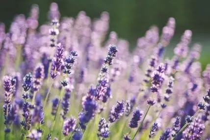 Purple lavender flowers blooming in a field with soft focus background