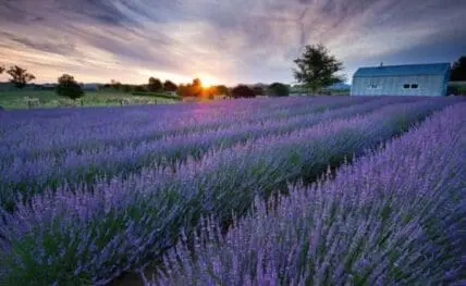 Sprawling lavender field at sunset with blue farmhouse and trees