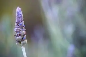 Purple lavender flower spike with fuzzy buds on a blurred green background