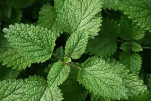 lemon balm