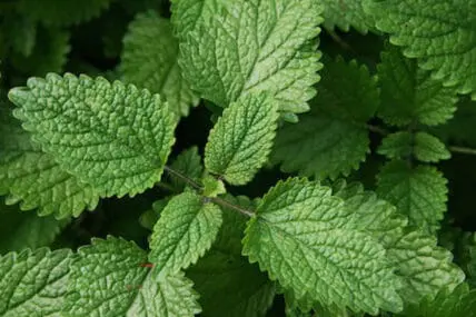 lemon balm