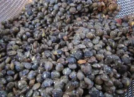 Dried brown and green lentils scattered on a light surface