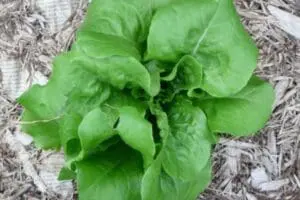 Fresh green lettuce plant growing in mulched garden bed