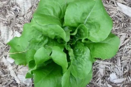 Fresh green lettuce plant growing in mulched garden bed