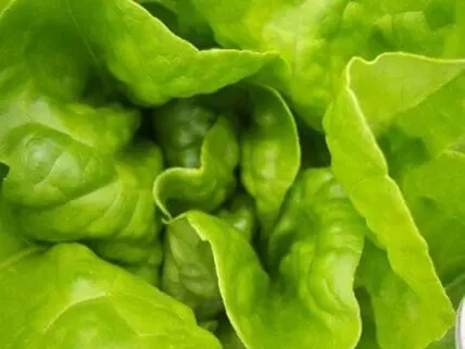 Close-up of fresh green lettuce leaves
