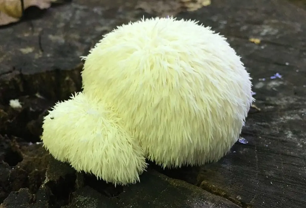 Image of lions mane mushrooms growing in the wild, it's large, white with whiskery hairs (like a lion's mane) all over on a hard rock surface. to use for this lion's mane mushroom recipe.