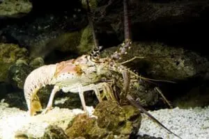 Spiny lobster on sandy seafloor near rocks and seaweed