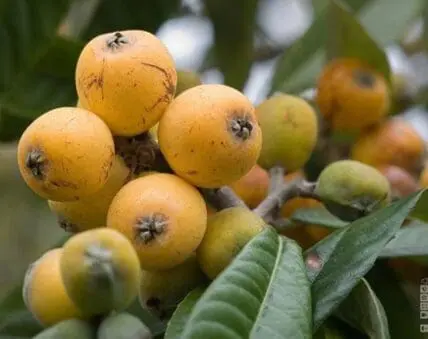 Ripe and unripe loquat fruits clustered on a branch with green leaves