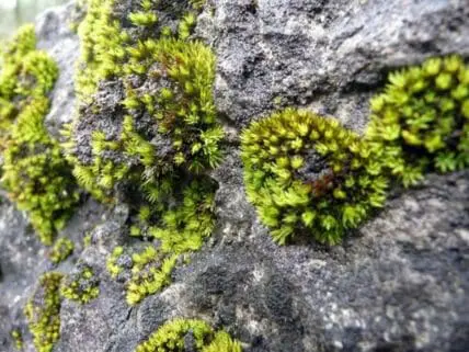 Bright green moss and lichen growing on gray stone surface