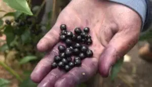 A handful of dark purple berries held in an open palm