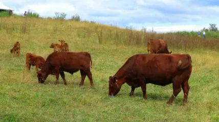 Brown cattle grazing on green pasture