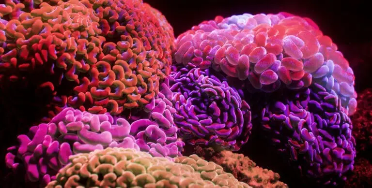 Image of underwater coral that has the appearance of brain in orange, purple and pink tones. Exercising the brain ensures you're mentally fit, which is essential.