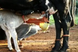 Hand-milking a cow into a bowl