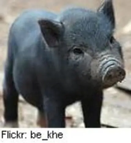 Black pig standing outdoors on concrete surface