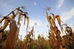 Drought-stricken corn field with withered stalks and brown leaves under blue sky