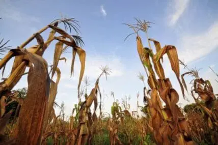 Drought-stricken corn field with withered stalks and brown leaves under blue sky