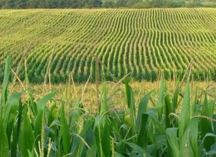 Large cornfield with rows of green corn stalks extending to the horizon