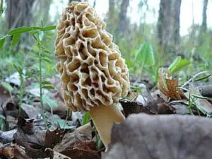 A morel mushroom with honeycomb cap growing on a forest floor among leaves and vegetation