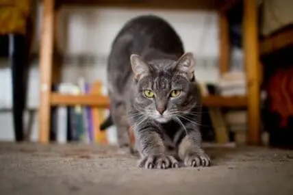 cat stretching
