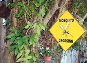 Yellow diamond-shaped "Mosquito Crossing" warning sign on vegetation-covered wall