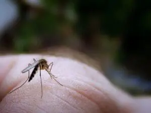 Mosquito landing on human skin