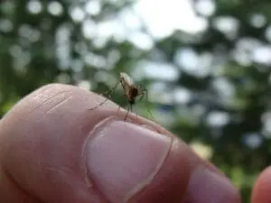Mosquito perched on a human fingertip outdoors