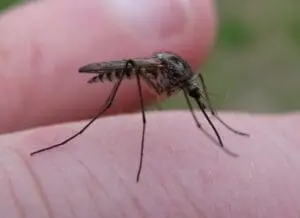 Close-up of a mosquito on human skin