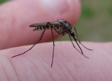 Close-up of a mosquito on human skin