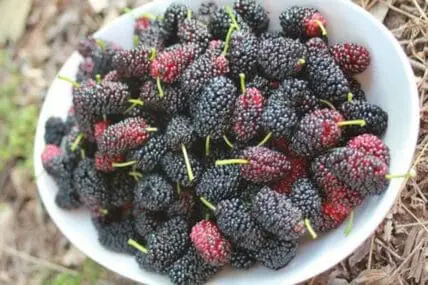 Fresh mulberries in various stages of ripeness on a white plate