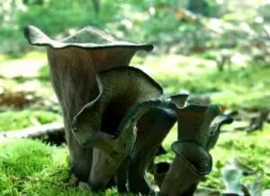 Cluster of brown mushrooms growing on mossy ground in a forest setting