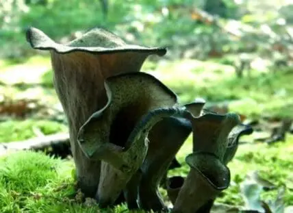 Cluster of brown mushrooms growing on mossy ground in a forest setting