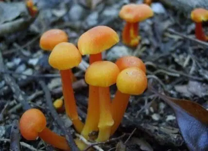 Bright orange and yellow mushrooms with rounded caps growing on forest floor debris