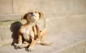 natural flea treatment