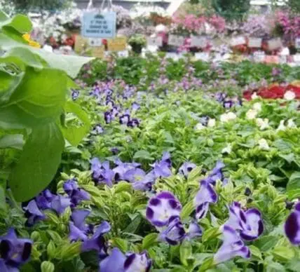 Garden nursery display with purple petunias and colorful flowering plants in beds