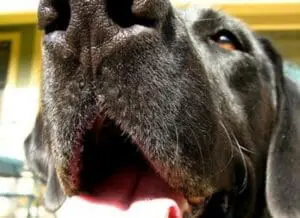 Close-up of a dog's face with mouth open looking upward