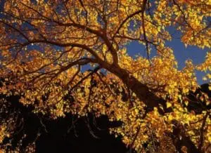 Golden autumn foliage against a blue sky viewed from below