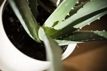 Aloe vera plant with thick green leaves in a white pot