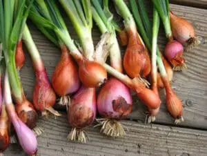 Freshly harvested red onions with green stems on wooden surface