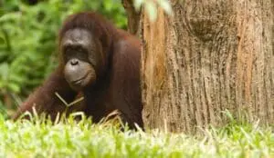 Orangutan resting against a tree trunk in forest habitat