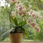 7 Practical Things to Know About Successfully Growing Orchids