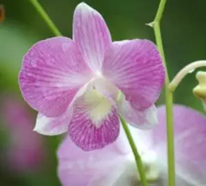 Pink and white orchid flower with green stems and buds