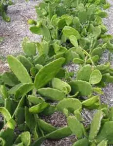 Organic pea plants growing in garden soil with green pods and foliage