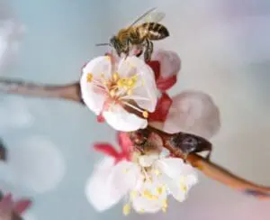 Can Organic Farming Feed the World?