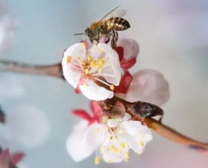 Can Organic Farming Feed the World?