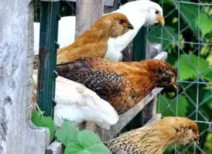 Several chickens perched on a wooden roost in an outdoor coop.