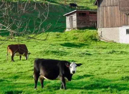 Cattle grazing on green pasture near farm buildings