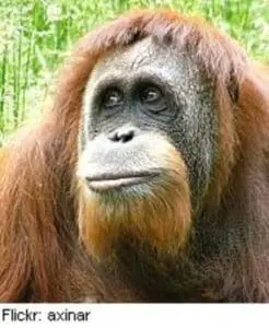 Close-up portrait of an orangutan with reddish-brown hair and gray facial features
