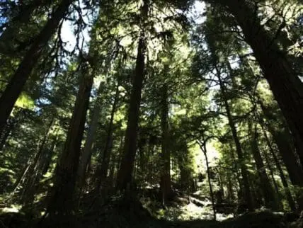 old growth trees