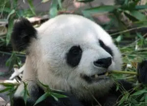 Giant panda eating bamboo leaves