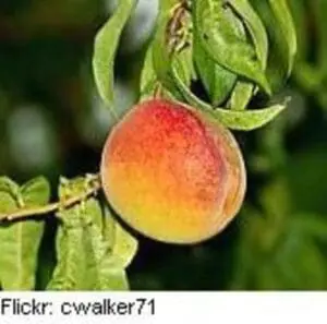 Ripe peach hanging from branch with green leaves